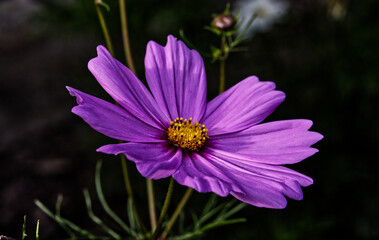 Obraz premium retro Schmuckkörbchen [Cosmos bipinnatus]