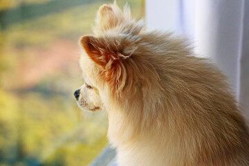 Pomeranian dog looking out a window.