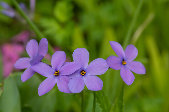 フロックス Images Browse 710 Stock Photos Vectors And Video Adobe Stock