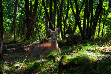 Naklejka na ściany i meble Deer taking rest in the forest