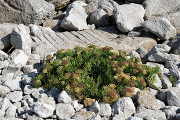 Plants surrounded by rocks