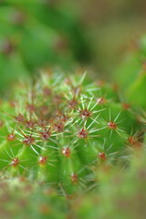 緑のサボテンのとげアップ　コピースペースあり