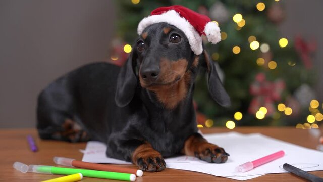 Cute dachshund puppy in festive hat and warm sweater writes letter with wishes to Santa or paints greeting card for parents on Christmas Eve, looks around.