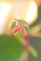 薔薇のつぼみの上からアップ