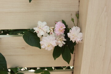 ホワイトのペンキ塗りの木の壁の隙間から出る白いバラ　雑貨風