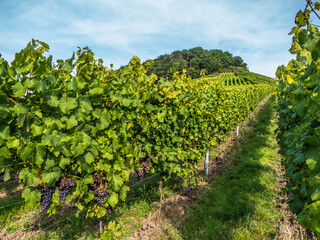 Weinberg im Sp&auml;tsommer