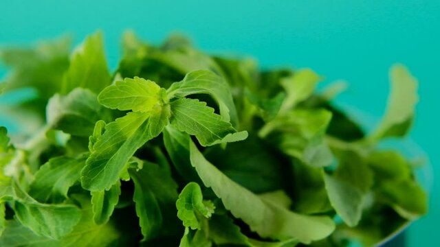 Stevia rebaudiana.Green stevia leaves on green background.Organic natural sweetener.Diet healthy food ingredient. High quality 4k footage