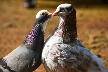 close up of a pigeon