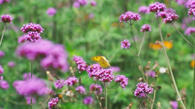 slow motion of one yellow butterfly flying in the blooming pink flower field