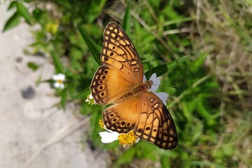 butterfly on a flower