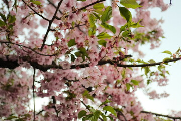 Cherry blossom Spring Kyoto Japan