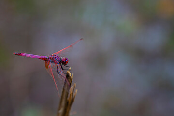 bright pink dragonfly on a stem on a blurred background in summer