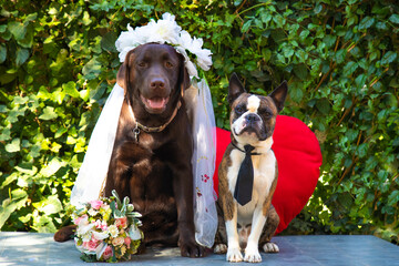 wedding photography, bride Labrador and groom Boston Terrier, dogs as people, comic photo