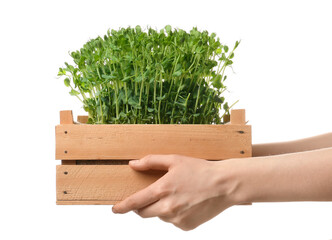 Female hands with wooden box of fresh micro green on white background, closeup
