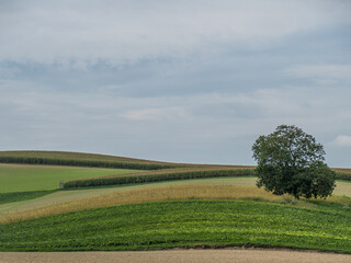 Obstbaum im Feld