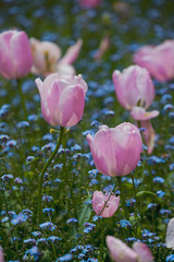 Pink Tulips Blossoming