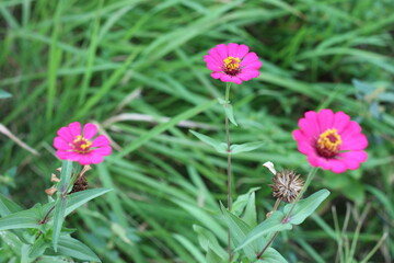 three small red flowers on a defocused green grass background