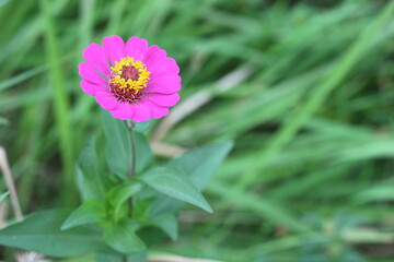 Obraz premium beautiful and dazzling little red flower