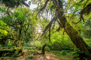 Olympic national park landscape in usa