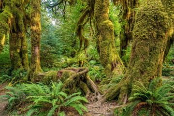 Olympic national park landscape in usa