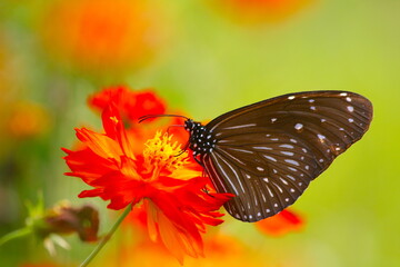 Close up shot of butterfly on flower with blurry background.Beautiful insect for garden photography.