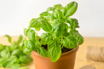 Fresh basil in pot on table, closeup