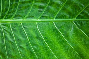 Close - up of green leaves nature background. Nature background of tree leaves texture and background seamless