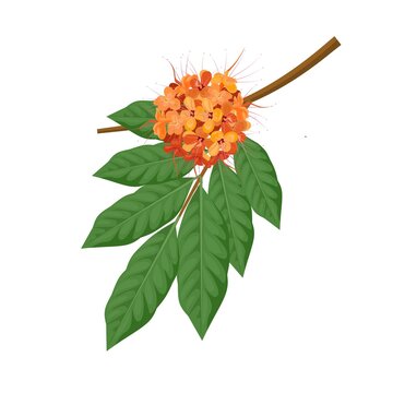 Vector illustration, Ashoka flower (Saraca Indica), also known as asoca, an ayurvedic medicinal herb.