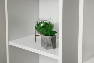 Decorative green moss on shelf in room