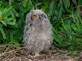 Fototapeta premium A Young Spotted Eagle Owl
