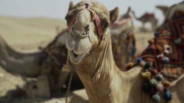 Camel lifts its head and chews cud in desert looking at camera, slow motion