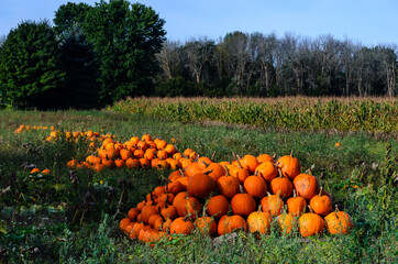 Row of Pumpkin stacks in a farmer's field next to corn stalks