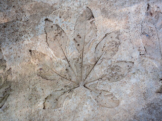 Abstract of leaf texture stamp on grunge concrete floor background.