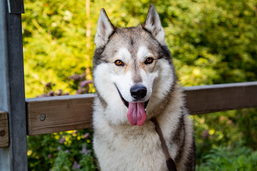 A Husky dog smiling after a long hike