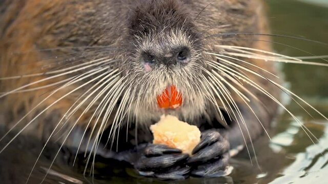 Hungry coypu with long whiskers eats while standing in water. Closeup with nutria holding a piece of food in hands