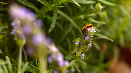 Abeja en lavanda