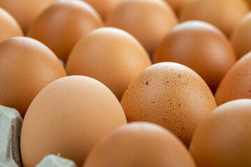 Eggs are freshly placed in a panel