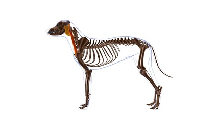 Cleidomastoideus muscle Dog muscle Anatomy For Medical Concept 3D