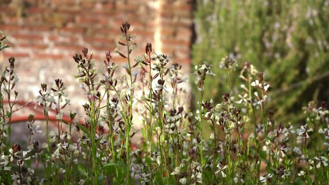 Windmill Pink Flower - Silene Gallica Flowers In The Garden Gently Blowing In The Wind. - close up