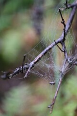 tree steam having spiders net