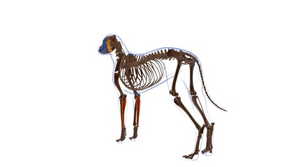 Flexor Carpi Ulnaris muscle Dog muscle Anatomy For Medical Concept 3D