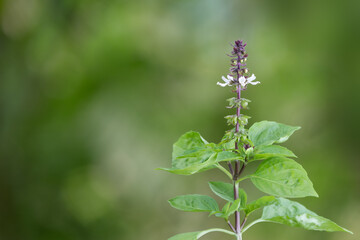 holy basil plant with the flower, healthy culinary herb isolated in the garden, closeup view on...