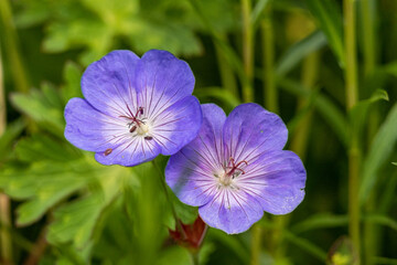 close up of two beautiful purple geranium erianthum flowers blooming in the garden - 456631452