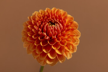 Beautiful orange coloured sunny Dahlia flower texture, close up view , flower on brown background Trend color 2025 Mocha Mousse