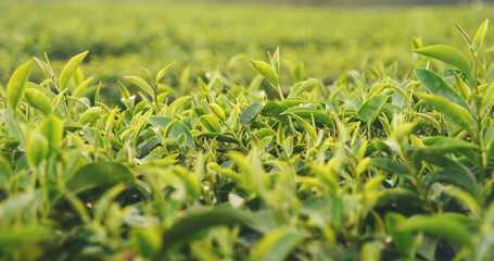 Fresh Green tea tree leaves in eco herbal farm. Tree tea plantations in morning sun light....