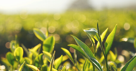 Green tea tree fresh leaves in eco herbal farm. Tree tea plantations in morning sun light....