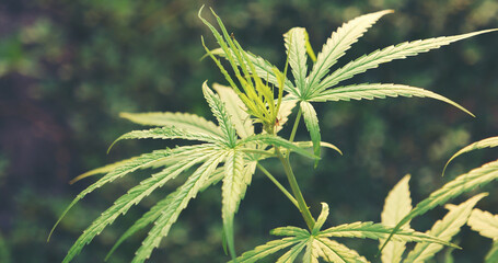 Green Marijuana tree cannabis plant narcotic herbal in greenhouse. Hemp leaf made cannabis crude oil at medicine farm. CBC, THC herb agriculture by Weed leaf Drug and medicine healthcare concept