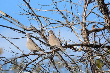 Pair of mourning dove birds or Zenaida macroura perched on tree branch together