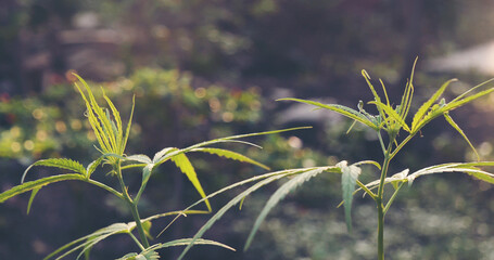 Green Marijuana tree cannabis plant narcotic herbal in greenhouse. Hemp leaf made cannabis crude oil medicine farm on sun light. CBC, THC herb agriculture Weed leaf Drug, medicine healthcare concept