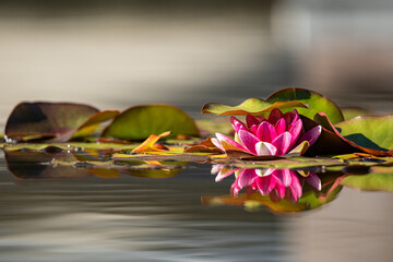 beautiful pink waterlily flowers blooming in the pond with reflection on the calm water surface